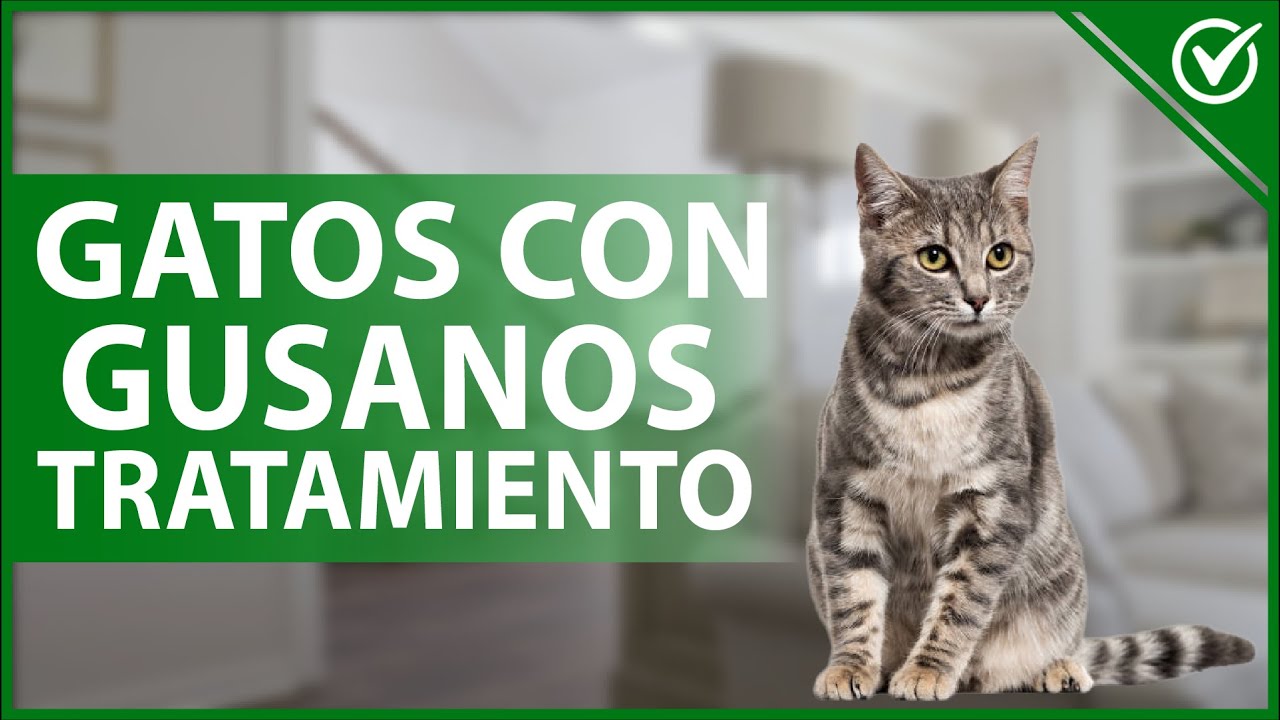 🐱​ ¿Qué TRATAMIENTO deben seguir los gatos con GUSANOS? - Parásitos intestinales 🐱​