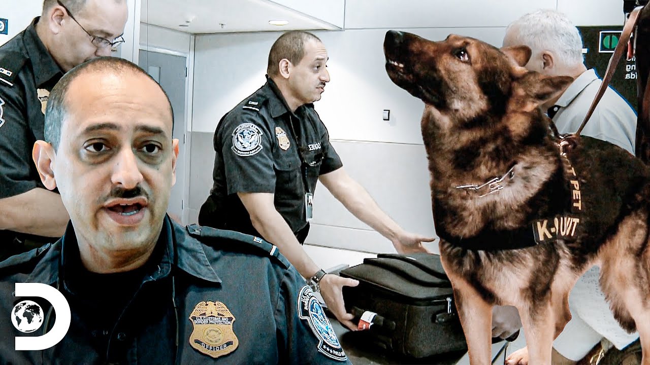 Perros detectan dinero sospechoso en equipajes | Aeropuerto 24/7 Miami | Discovery Latinoamérica