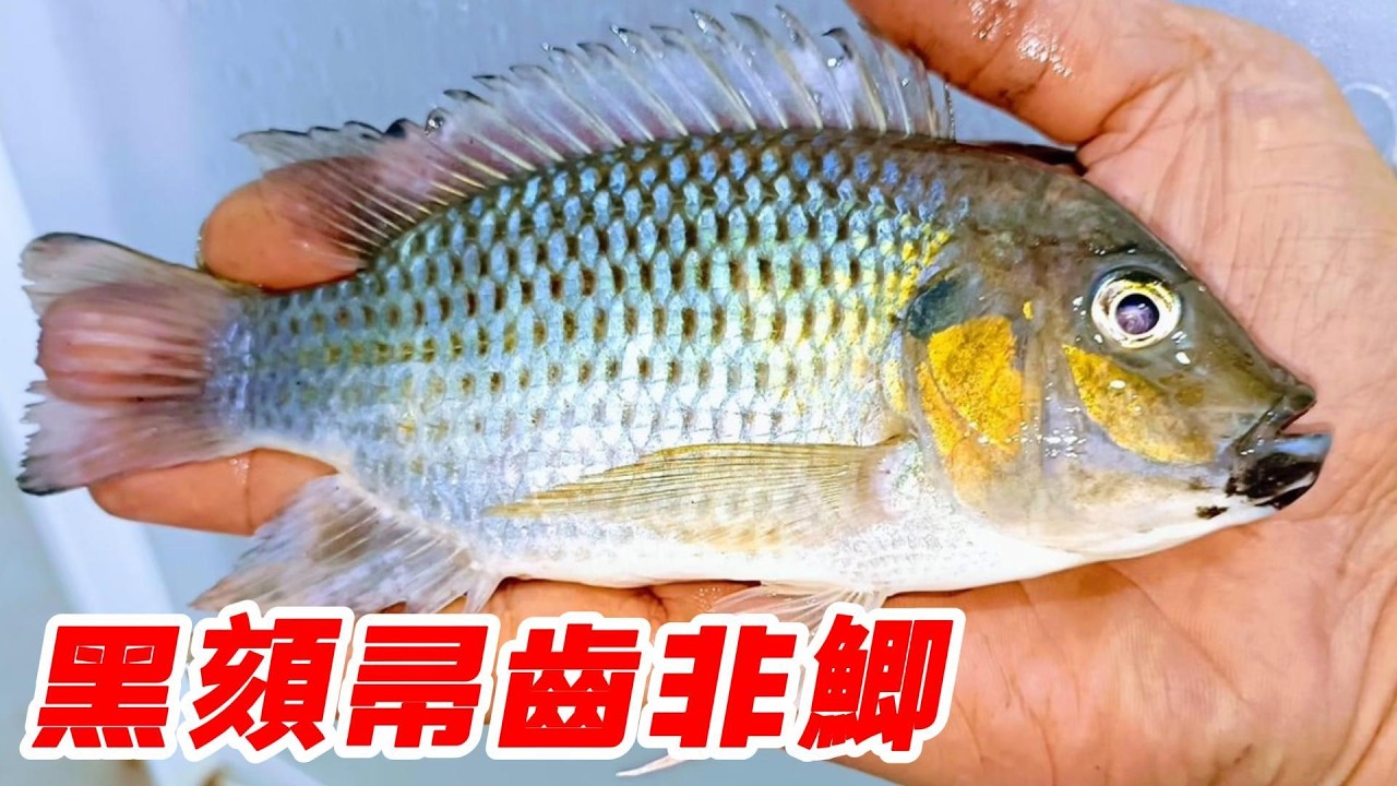 外來種系列｜這不是吳郭魚/最新入侵外來種黑頦帚齒非鯽，隨便撈就一大桶！（下集）