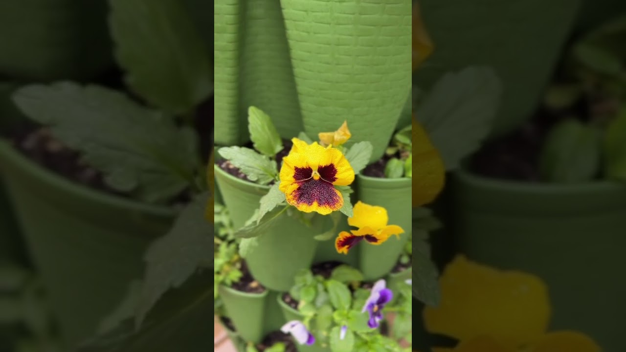 Happy National Plant a Flower day!🌺