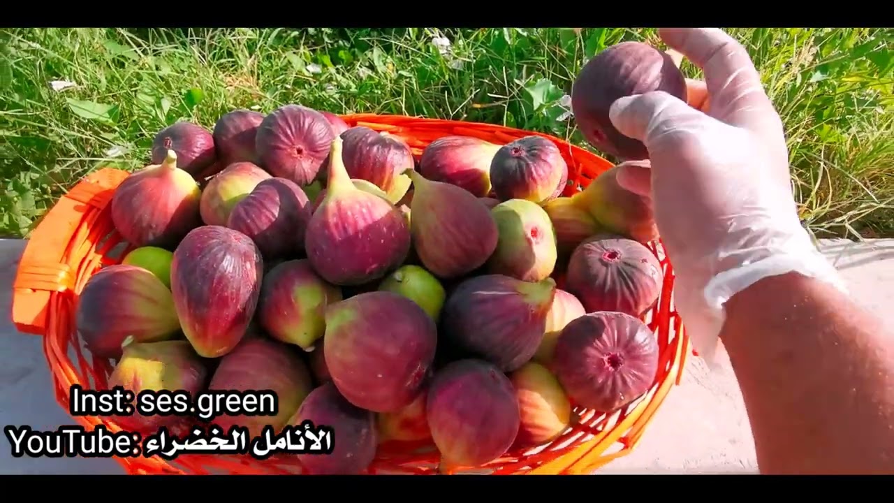 تنوع أشكال ثمار تين براون تركي