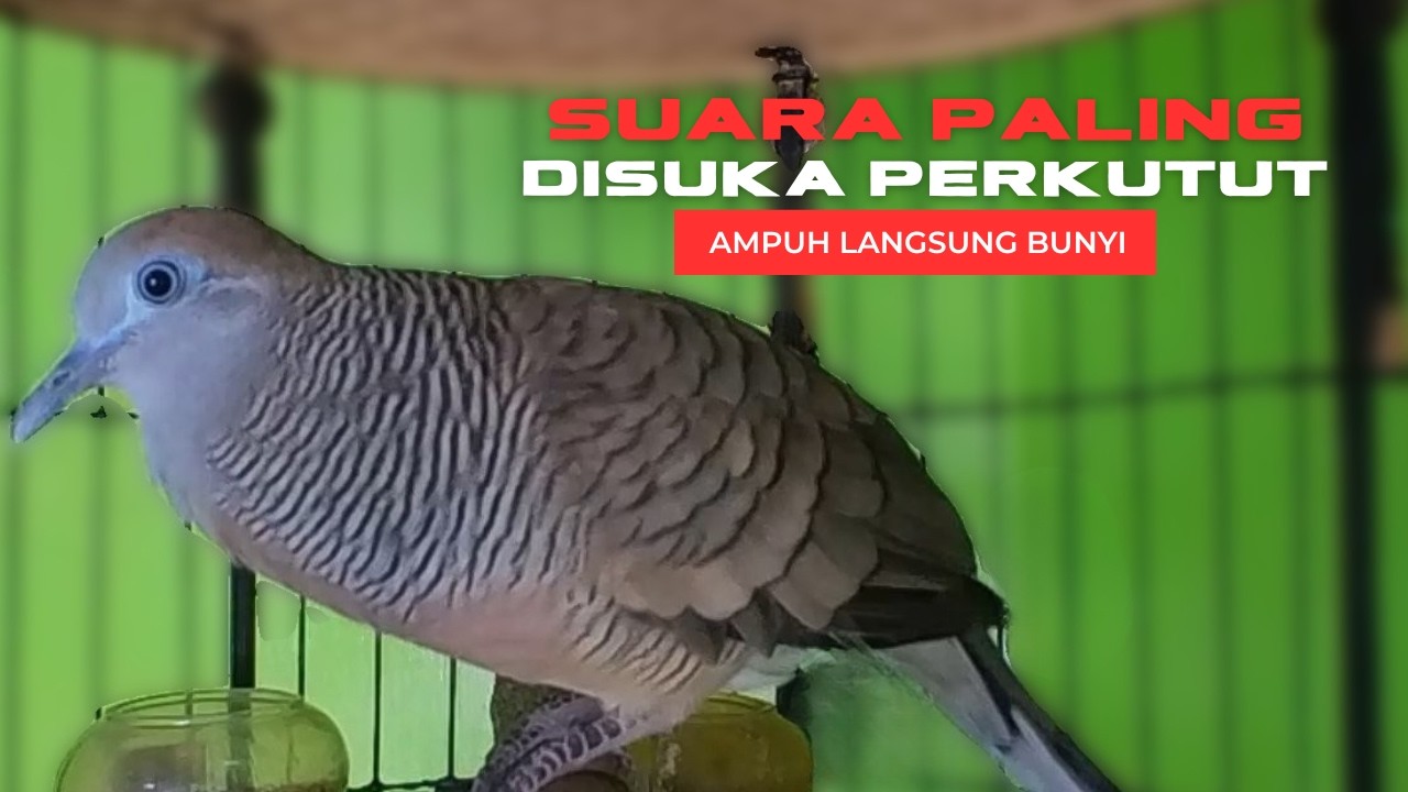 Perkutut Lokal Gacor Suara Paling Ampuh Untuk Pancingan Semua Burung Perkutut Agar Bunyi L49