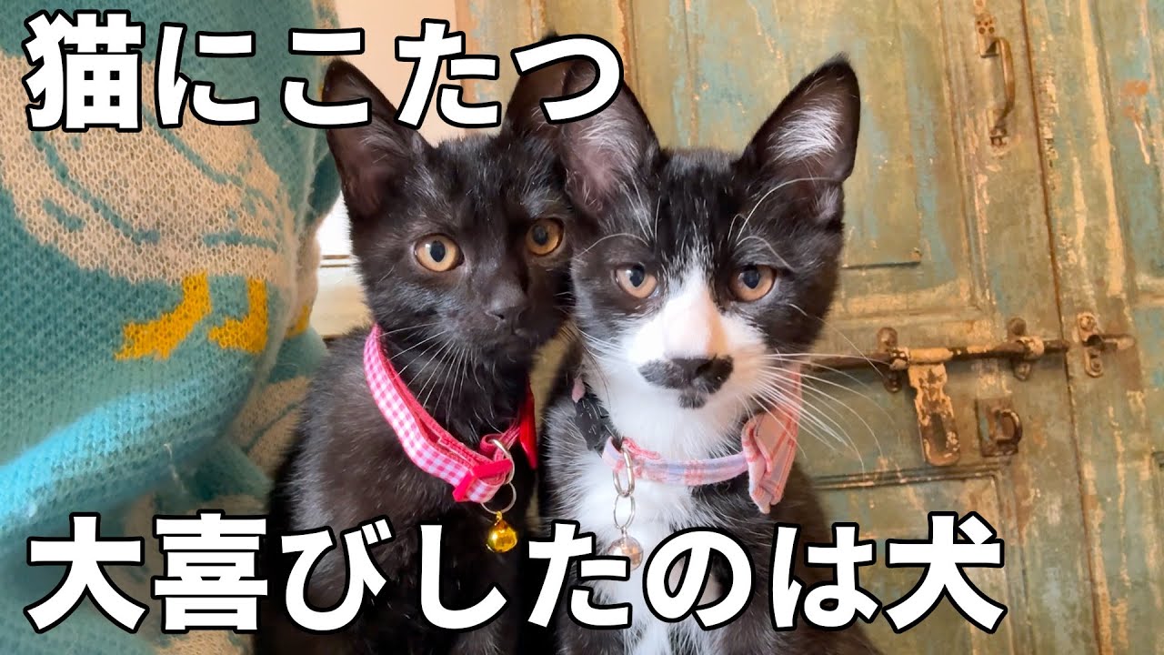 保護猫兄弟のためにこたつを出したよ［森の中でひとりと犬猫暮らし］