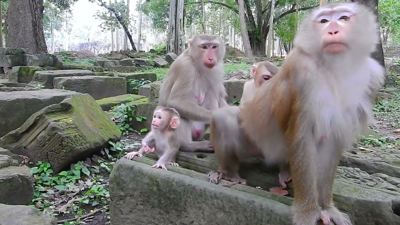 Family baby monkey
