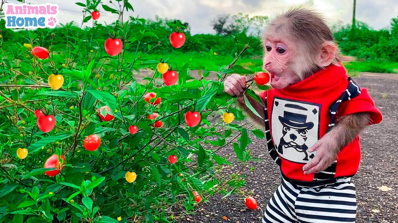 Farmer BiBi harvest tomatoes to make juice