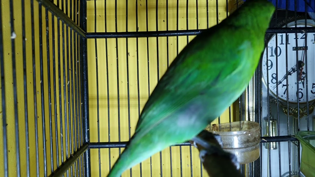 Burung Cucak Hijau super gacor