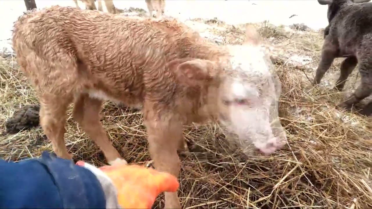 У быка шея не залазит в кормушку, Коровы щит сломали в хлам.
