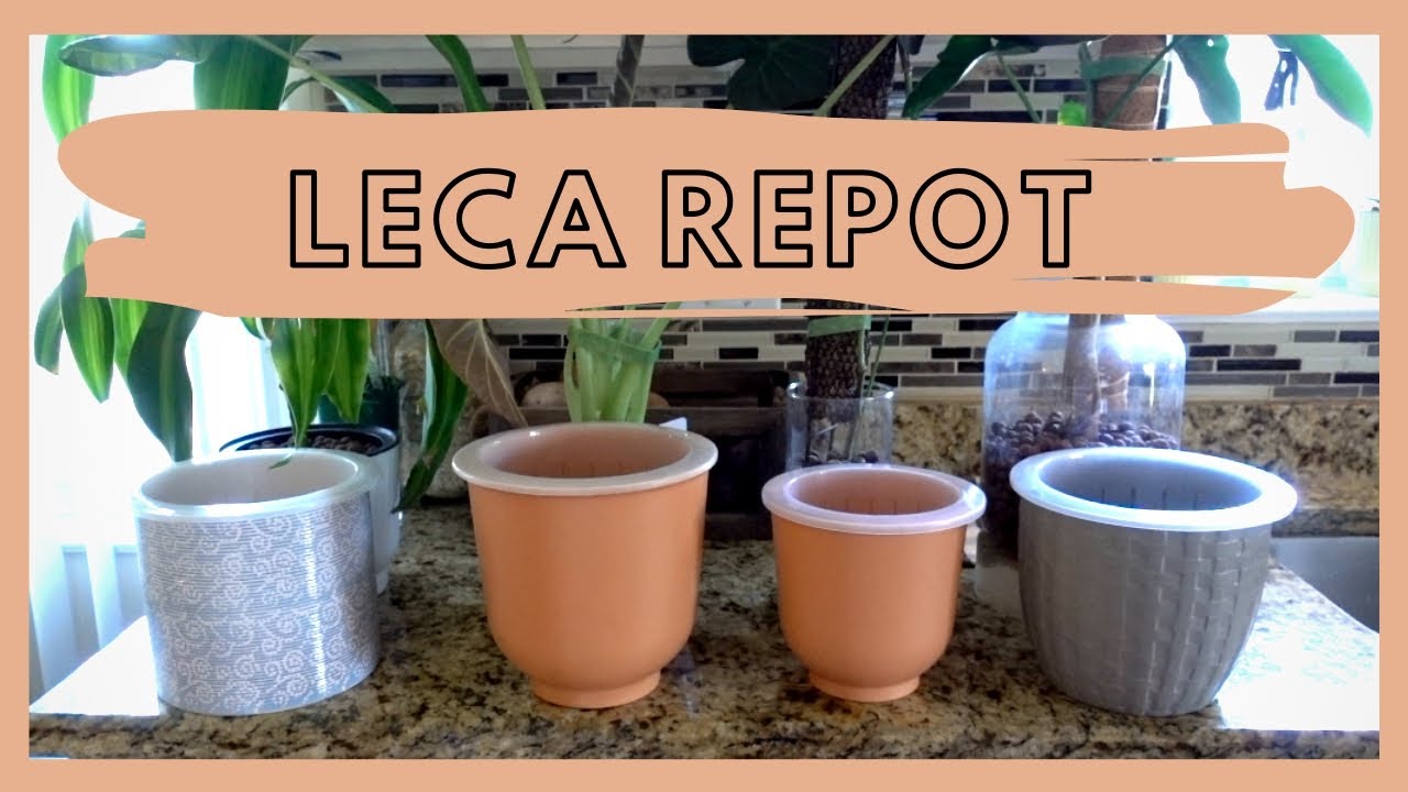 LECA REPOT! | My plants outgrew their pots!