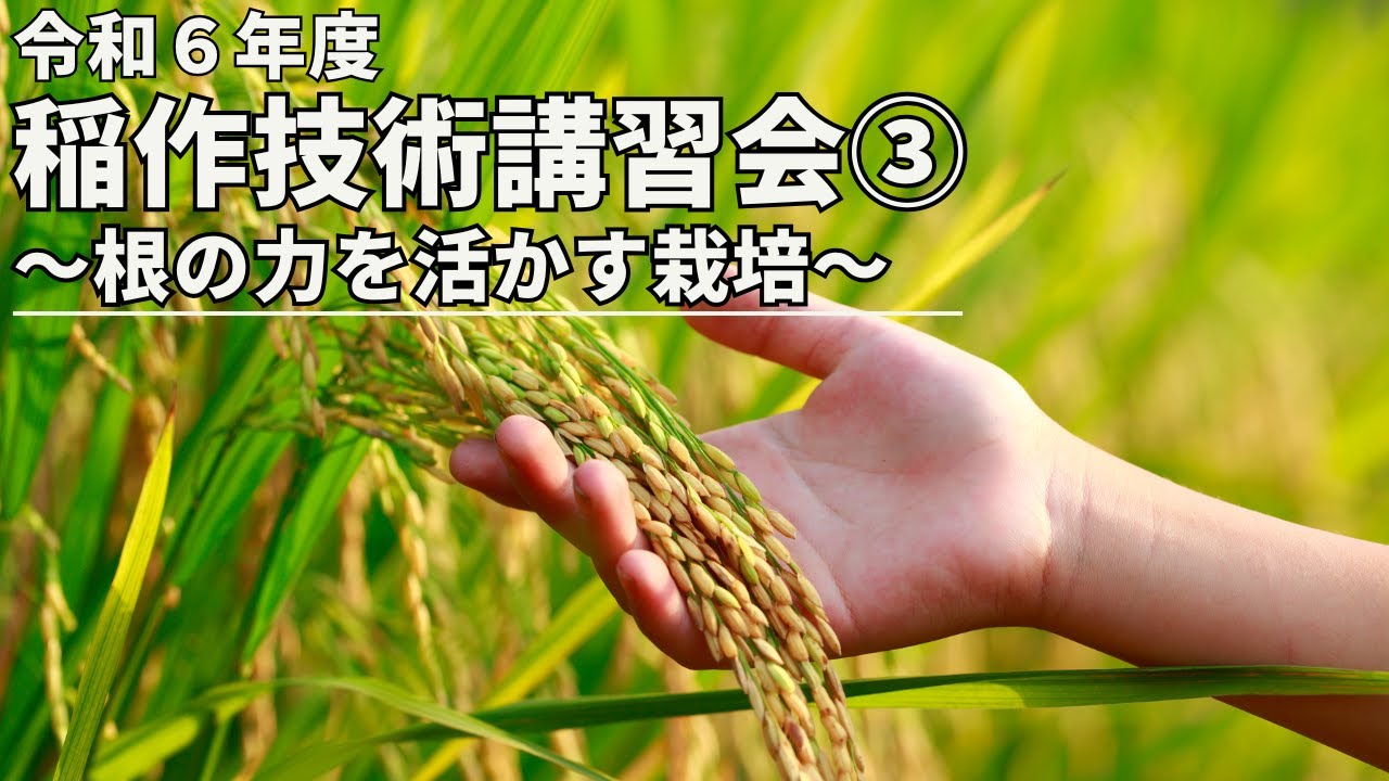 【根の力を活かす栽培】稲作技術講習会③【令和６年度】