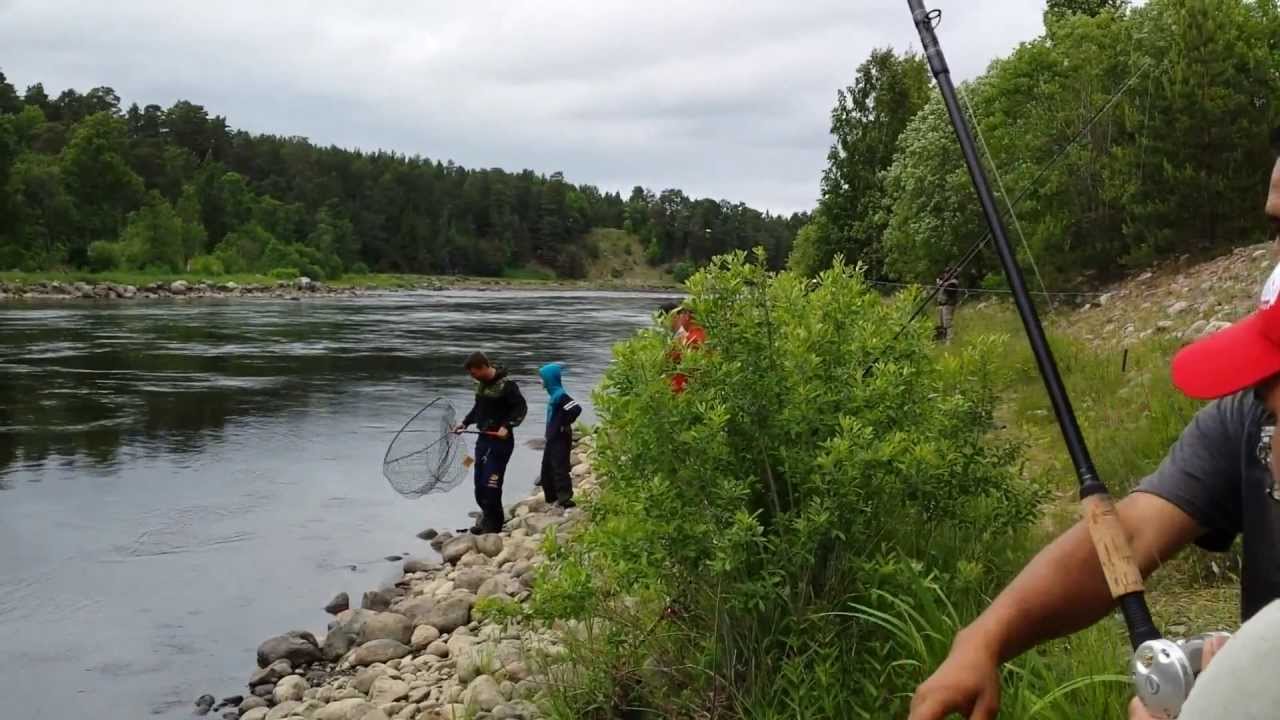 Mehmet drillar sin första lax någonsin i Älvkarleby 18,60 kg