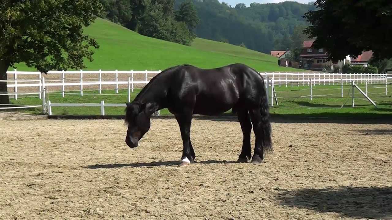 Freiheitsdressur mit Norikerhengst