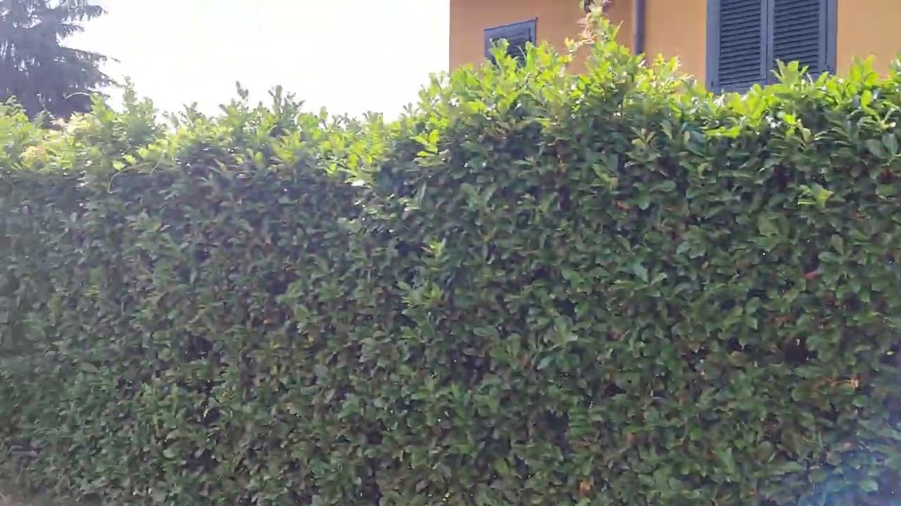 allineamento siepe e trattamento giardino
