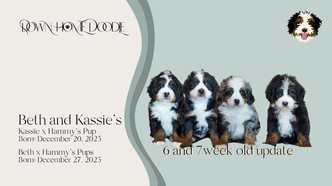 Щенки бернедудла среднего размера от Бет и Кэсси | Down Home Doodle — обновление в возрасте 6 и 7...