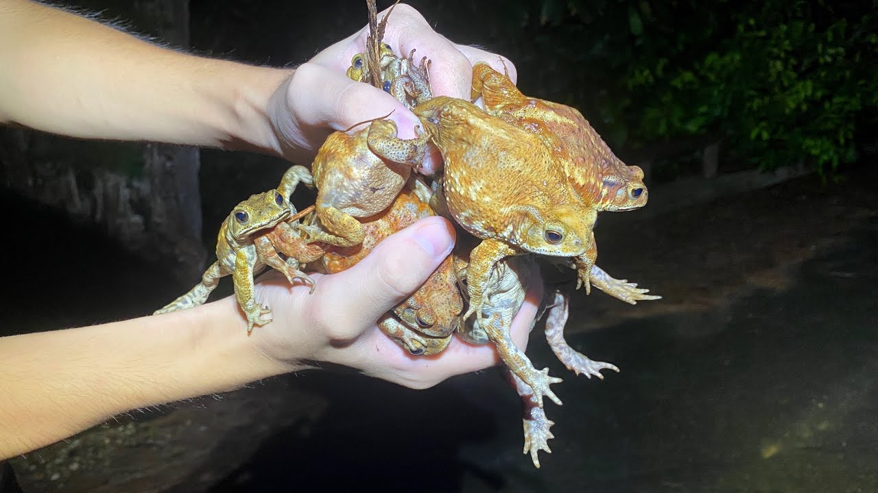 離島に入り込んだ外来カエル数百匹を大乱獲