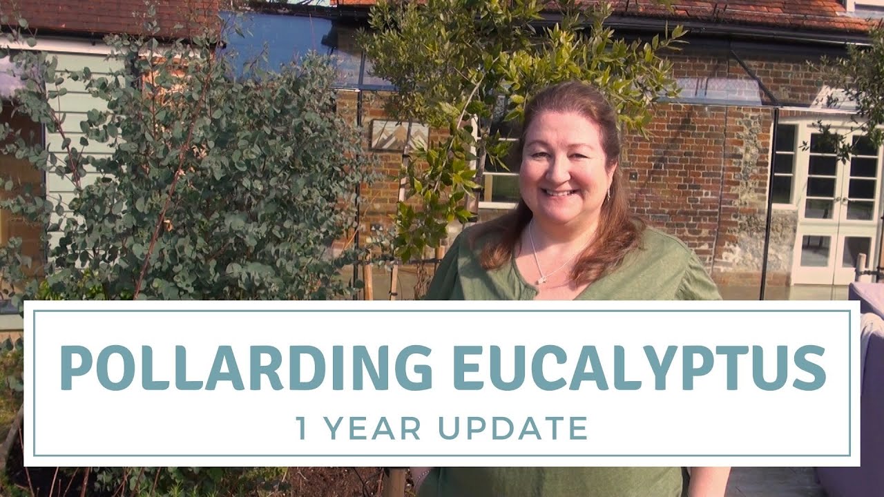 Pollarding Eucalyptus - One Year Update