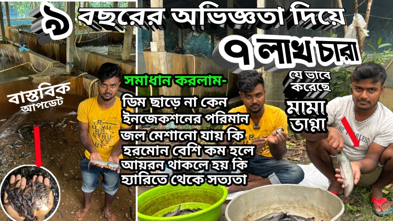 ব্রিডিং এ সফলতা দিয়েই ছাড়ব // একেবারে আতুর ঘর (হ্যাচারি) থেকে লাখ চারা তৈরি করার ফরমূলা প্রমাণ সহ
