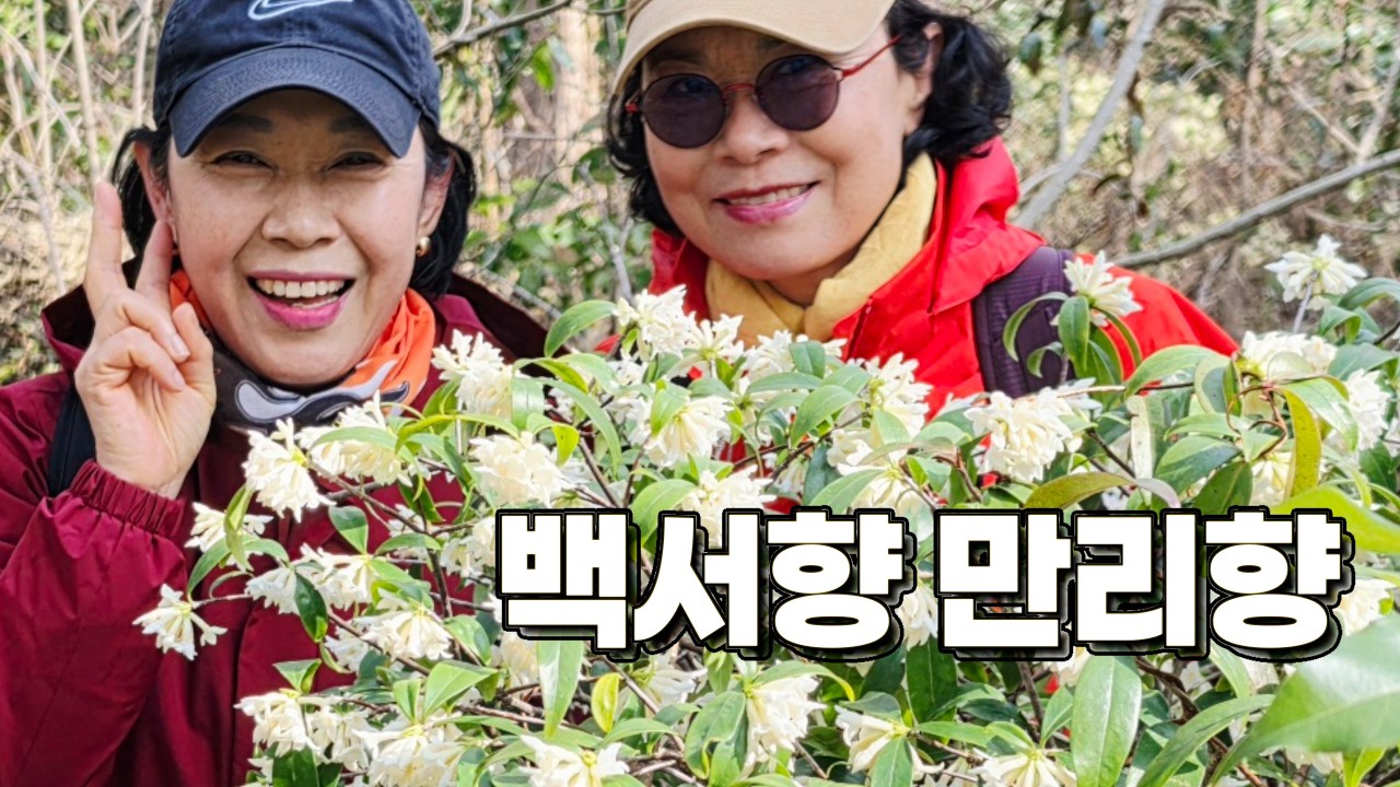 향기가 천 리 간다? 이런 향기 처음.｜제주 곶자왈 백서향 숲길｜저지리 향기 축제