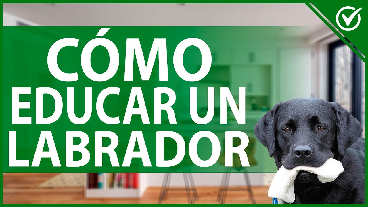 🐕 C&oacute;mo Educar a un Labrador - Gu&iacute;a de Entrenamiento para Cachorros y Adultos 🐕