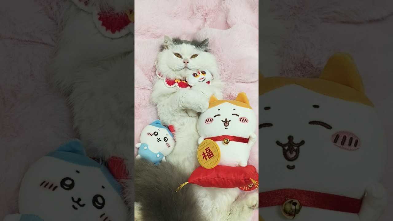ASMR Cat Spa No Talking   Intense Ear Cleaning, Face Massage & Paw Wash Triggers 4KE29