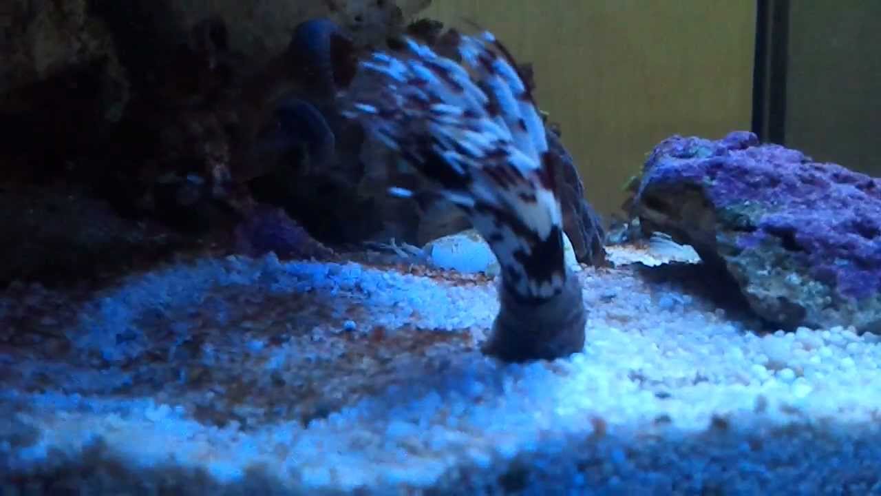 Веерный червь Sabellidae