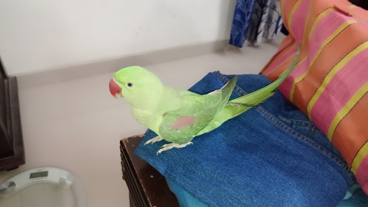 Akela bedha #minu #birds #subscribe #shortsfeed #shortsviral #subscribe #shortvideos #video #cute 