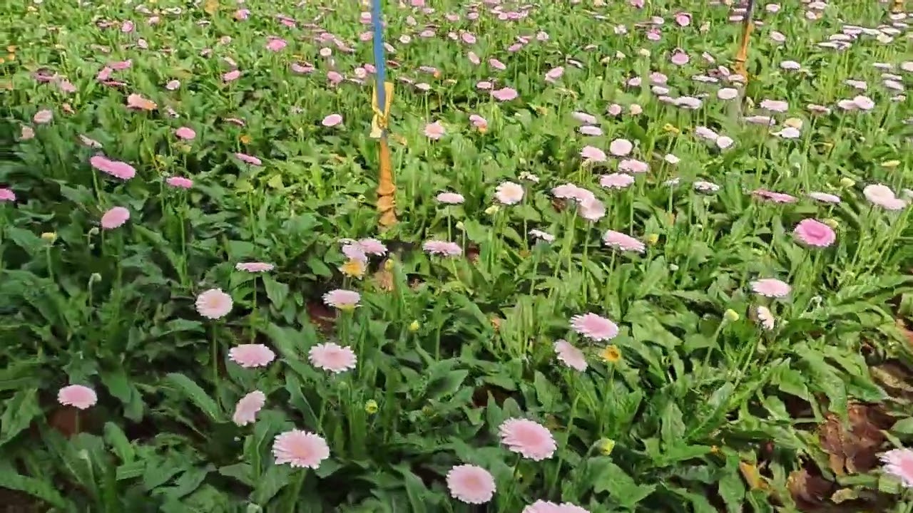 Da Lat Silent Walk – Van Thanh Flower Village Garden | No Face, No Talking | 4K  #DalatFlower