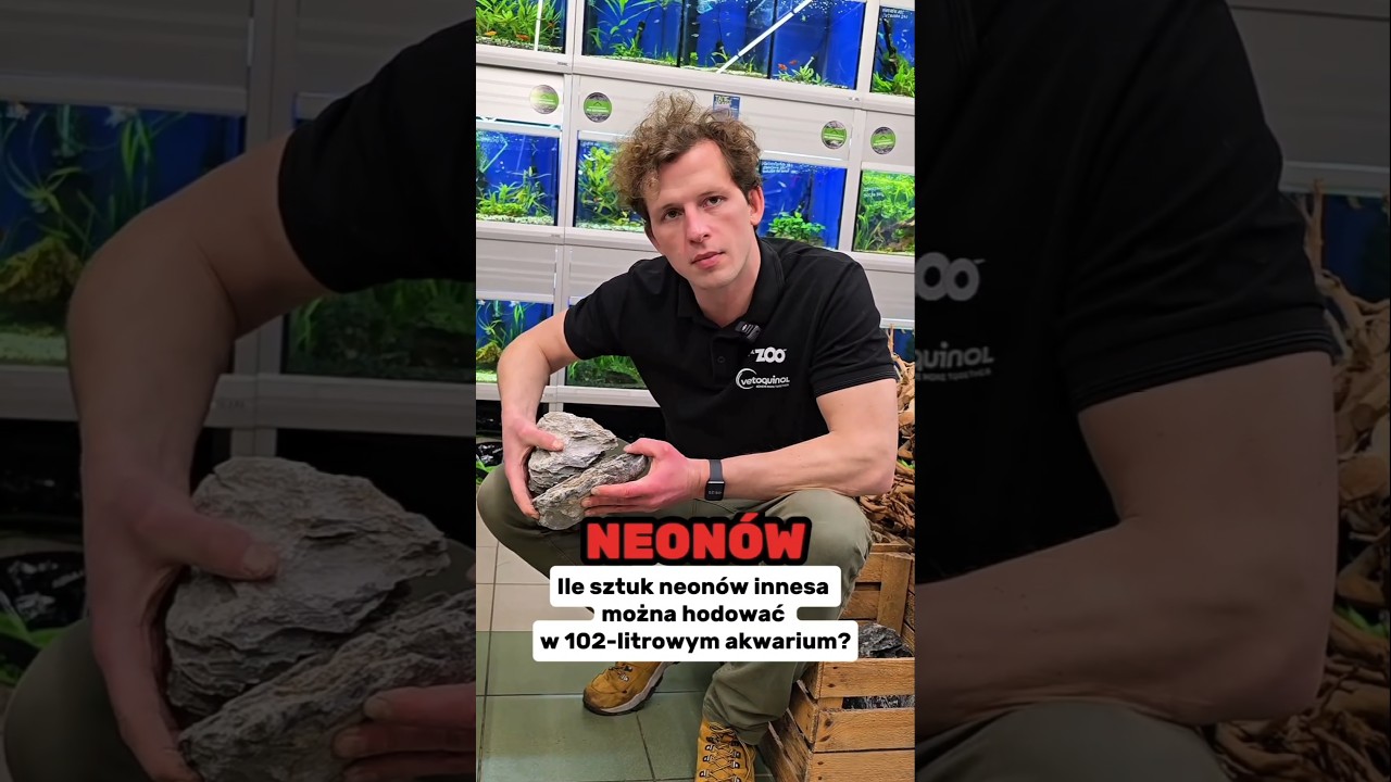 Ile sztuk neon&oacute;w Innesa można bezpiecznie hodować&nbsp;w 102-litrowym akwarium?🤔 #akwarystyka #aquaelzoo