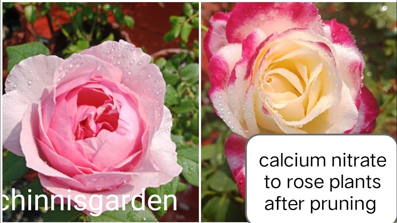 After pruning your rose plants when to give calcium nitrate 