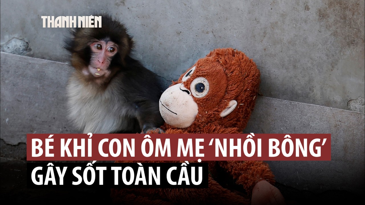 Bé khỉ ôm 'mẹ' thú bông: Câu chuyện cảm động sẽ có hậu?