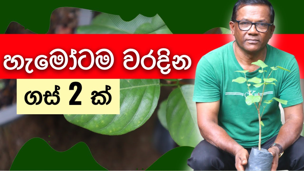 ඔබටත් මේ ගස් නිවැරදිව හඳුනගන්න පුළුවන්ද? | Red Sandalwood Vs Gammalu | Ceylon Agri | Episode 341