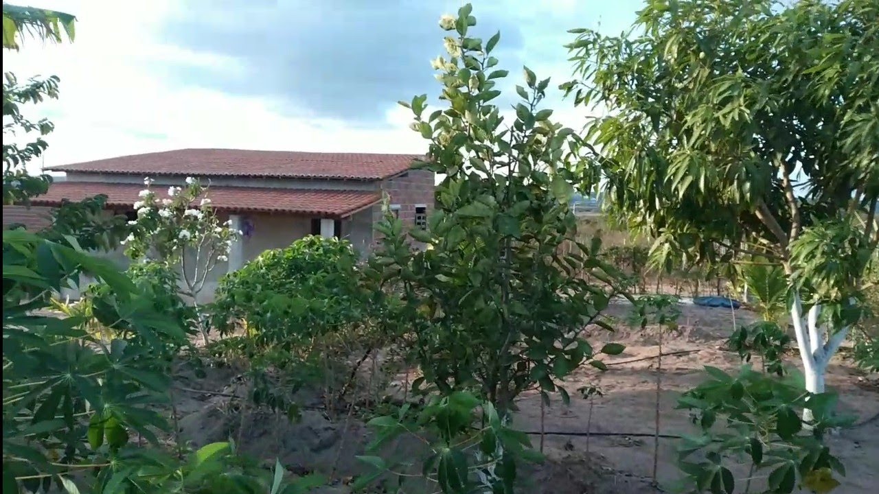 Como está o pomar da Mine chácara e a pequena casa