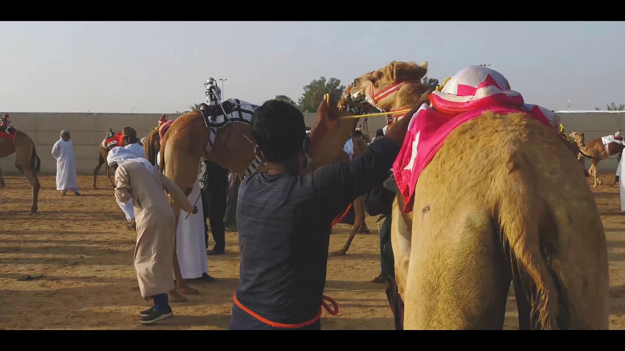 Inside the camel racing. 4K