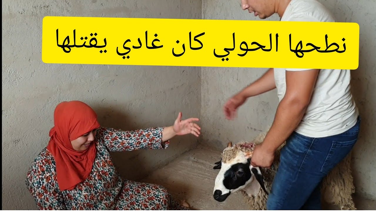 عيد الأضحى نطحها كان غادي يقتلها جبتليها حولي صغير مبغاتوش مالي جابتليها حولي الكبير كان غادي يقتلها