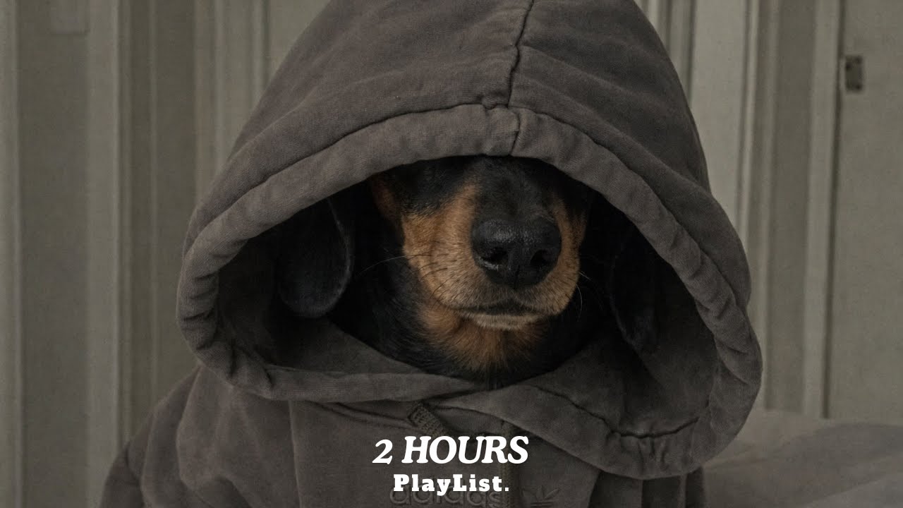 Night Focus Lo-fi 🌙 2 Hours Instrumental Beats for Deep Calm & Work | Dachshund Lo-fi