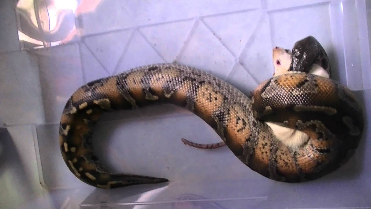 nourrissage python curtus BRONGERSMAIj