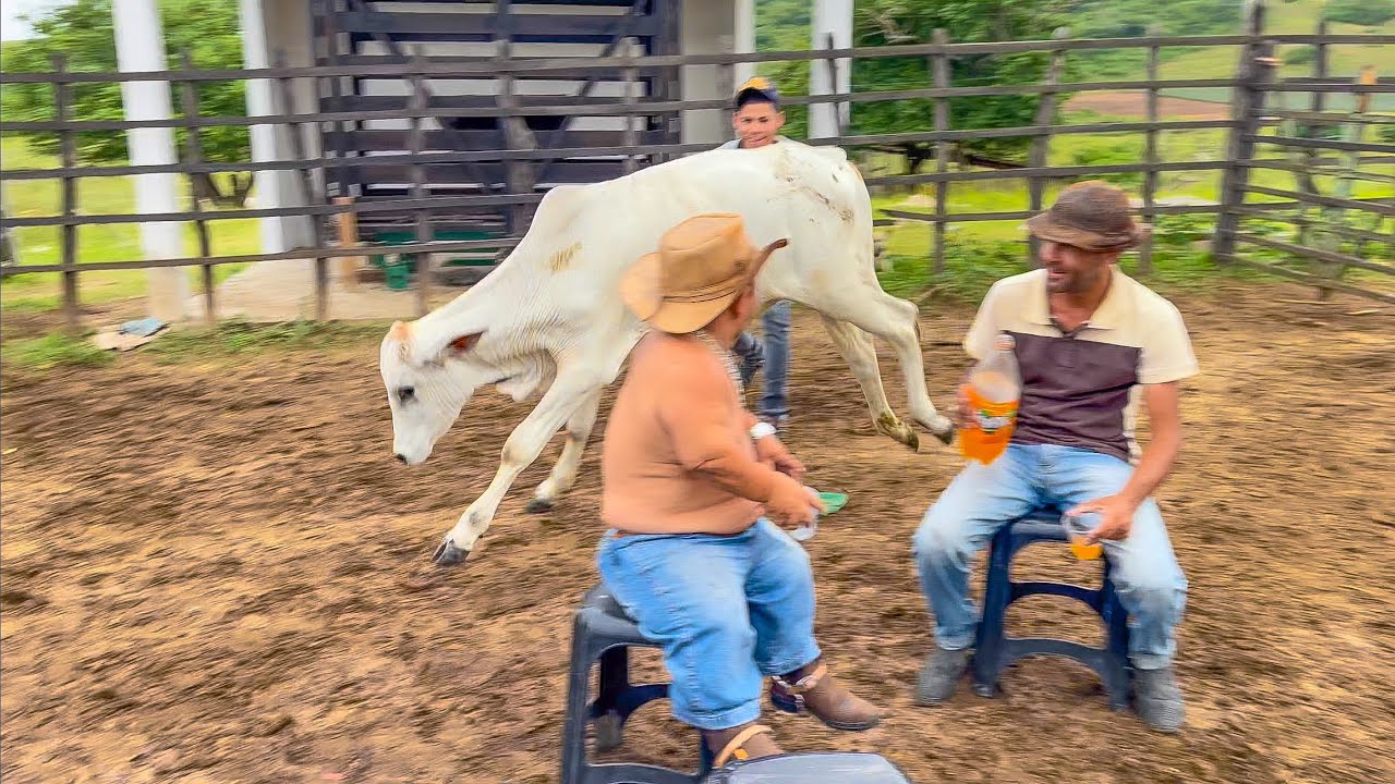PILILIU ENCARA BOI BRAVO NA MESA DA AMARGURA | PILILIU DA RESENHA