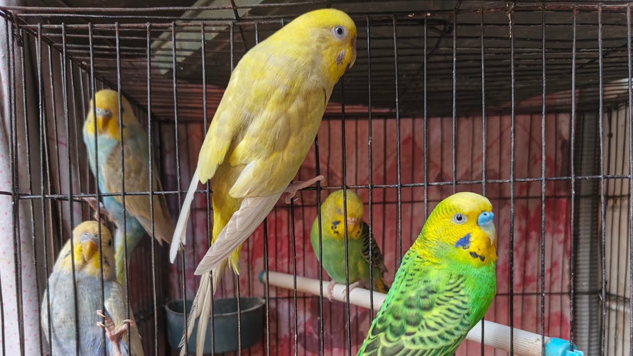 আমার পাখির পরিবার | বাজিগার লাইভ শো ২