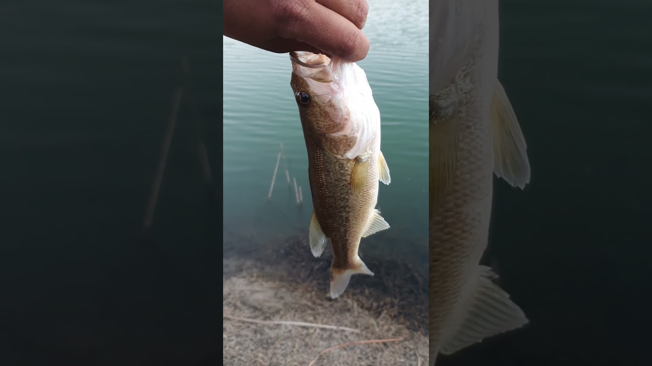 #catchandrealease #fishing #freshwaterfishing #pesca @PescAtorada
