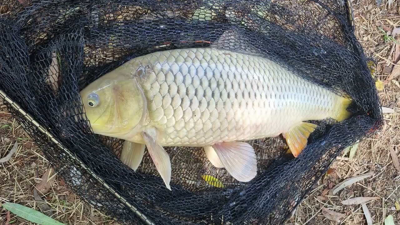 #lzfro #fishing #carpfishing #danubedelta #camping #relaxfishing #outdoors #outdoorcooking #romania