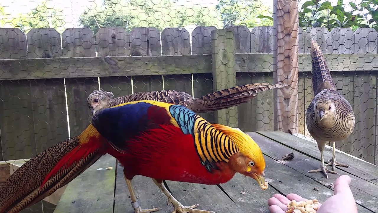 My Red Golden Pheasants come when called...