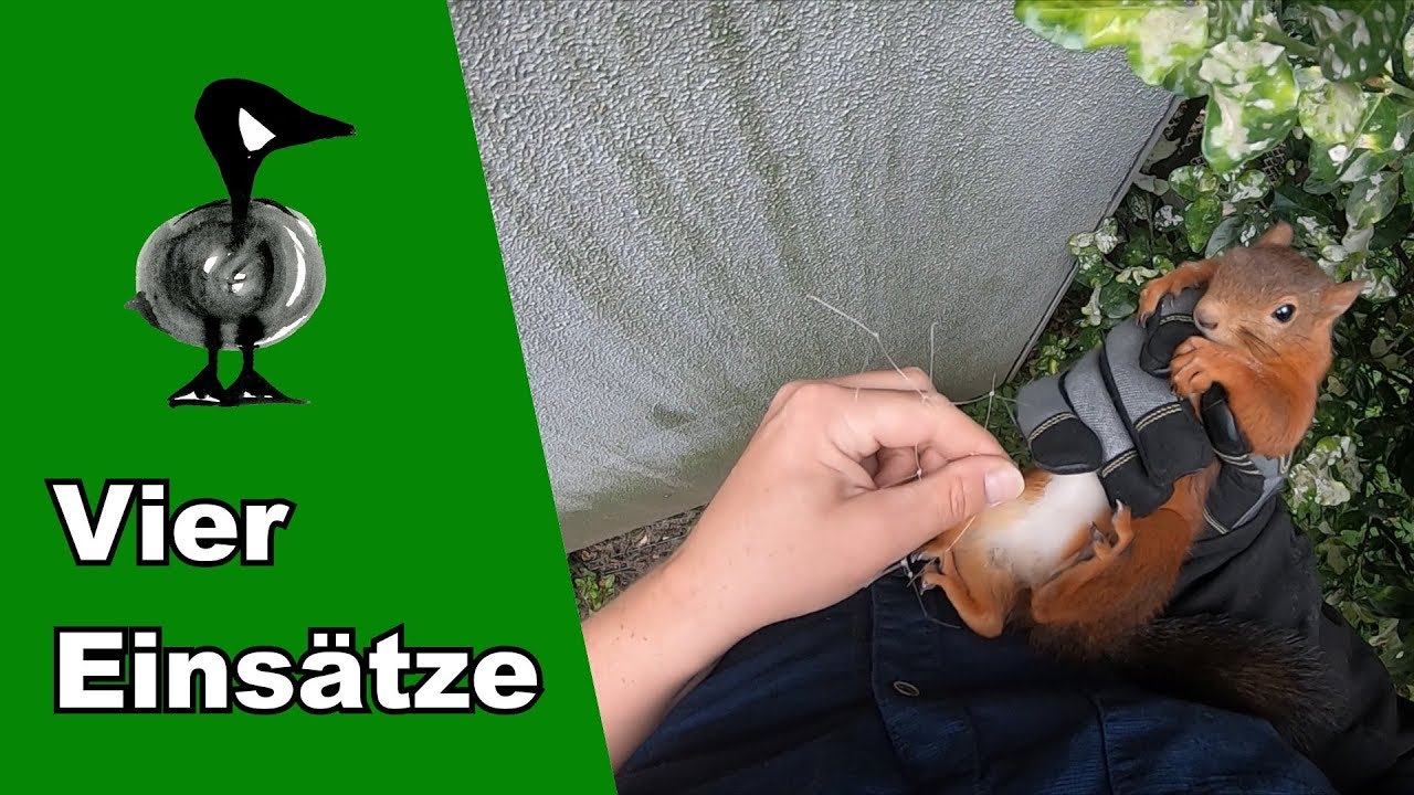 Vier Tierrettungseinsätze - Tiernotruf #215