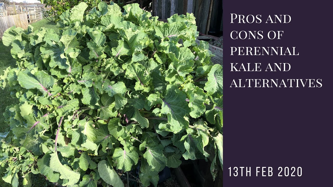 The pros and cons of perennial kale and its alternatives