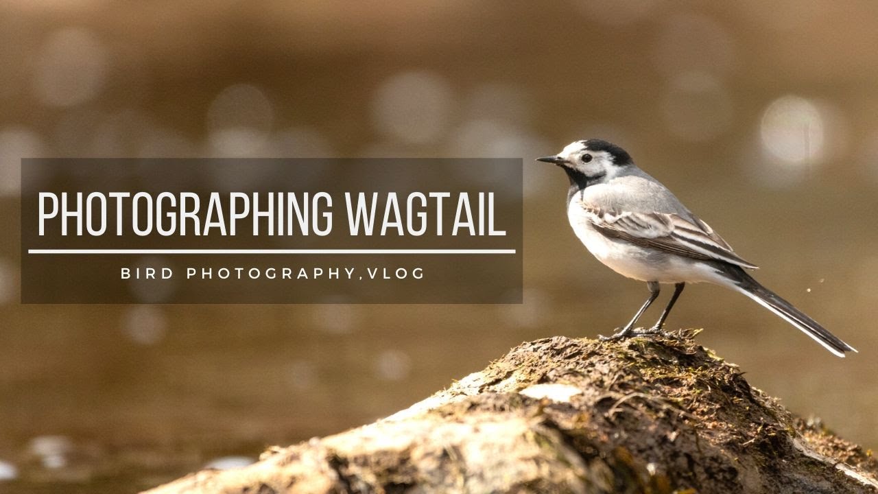 Photographing WAGTAIL | Bird photography, Vlog, Spring