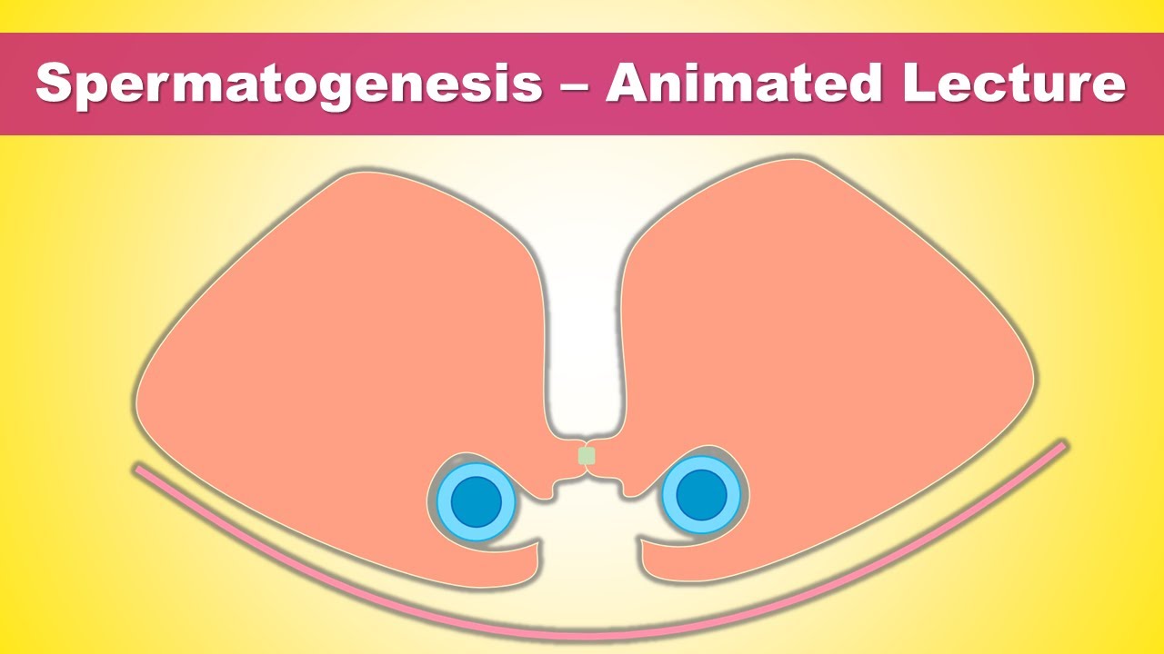 Spermatogenesis (Gametogenesis) - Concept of Stem cells & Blood Testis barrier