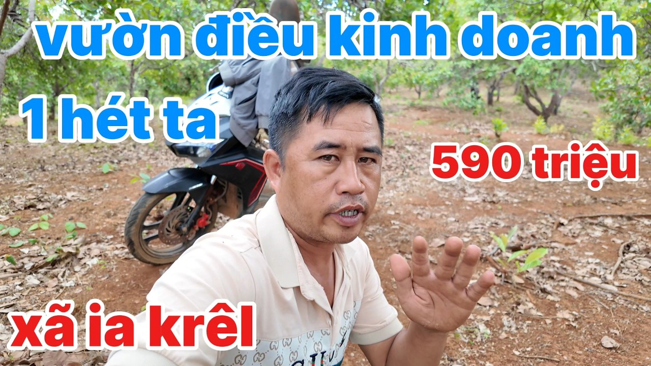 8, vườn 1 hét Đất đỏ ba gian xã ia krêl, giá chỉ 590 triệu, đất này trồng cà phê khỏi chê