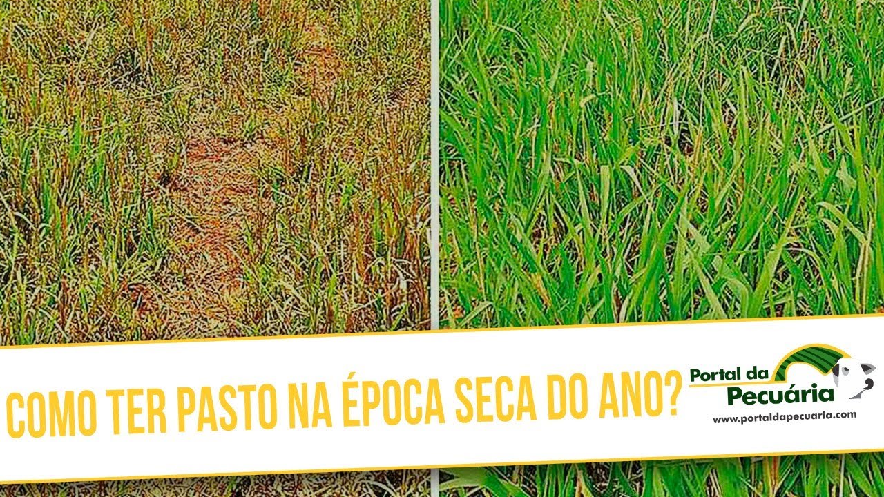 Como ter pasto na época seca do ano?