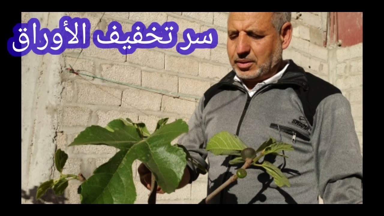 السر وراء تقليم وتخفيف أوراق شجرة التين.