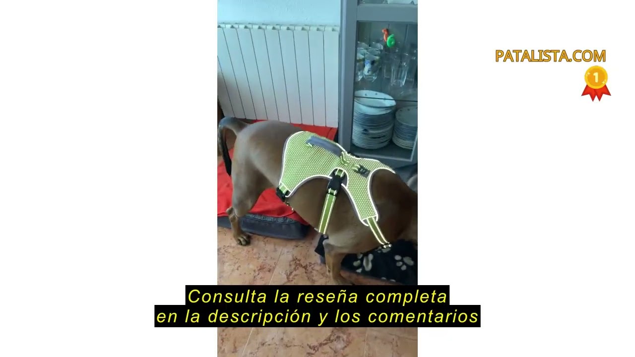 Reseña del BELPRO Arnés de Apoyo Multiusos para Perro, a Prueba de Escape, Chaleco Reflectante Ajust