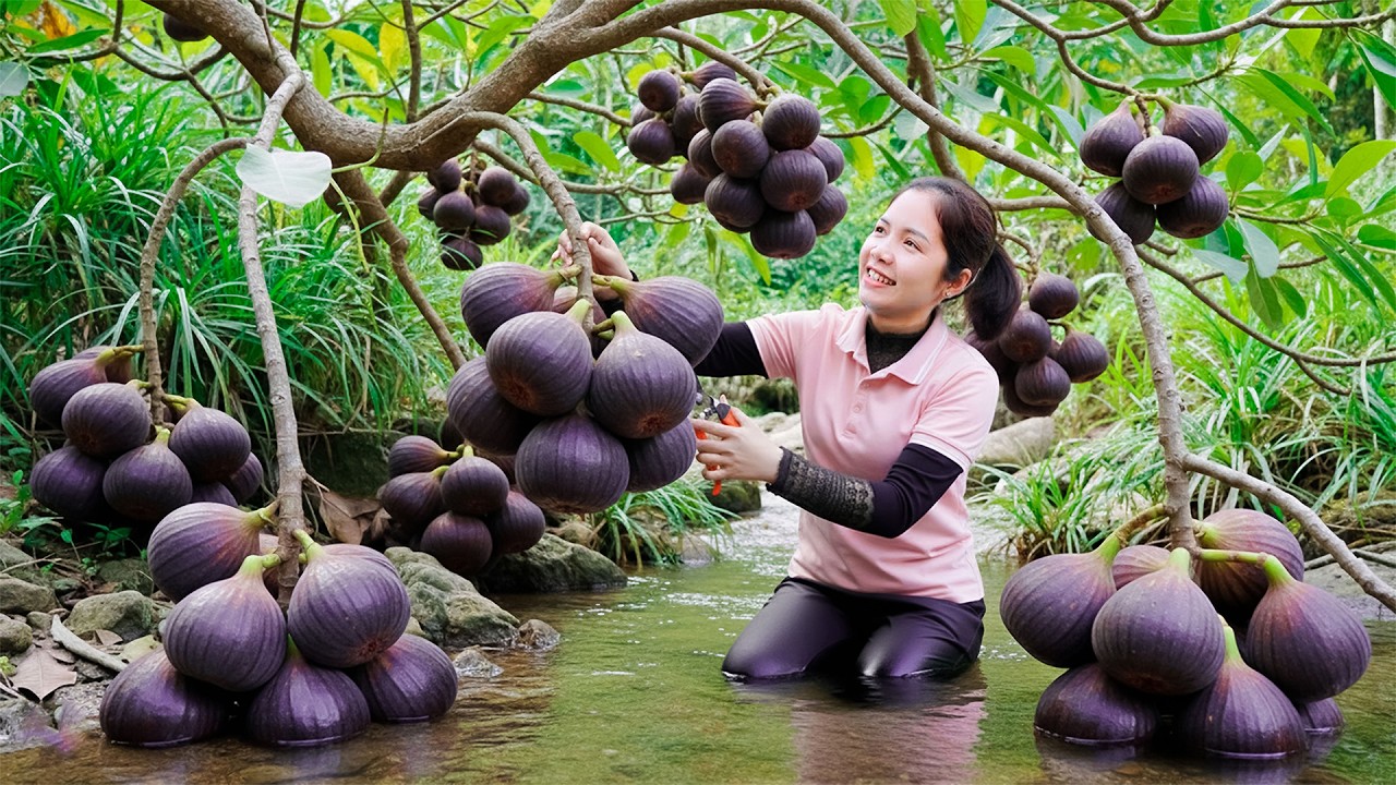 Harvesting 1000+Kg Wild Purple Figs To Sell At Market,Vegetable Garden Care