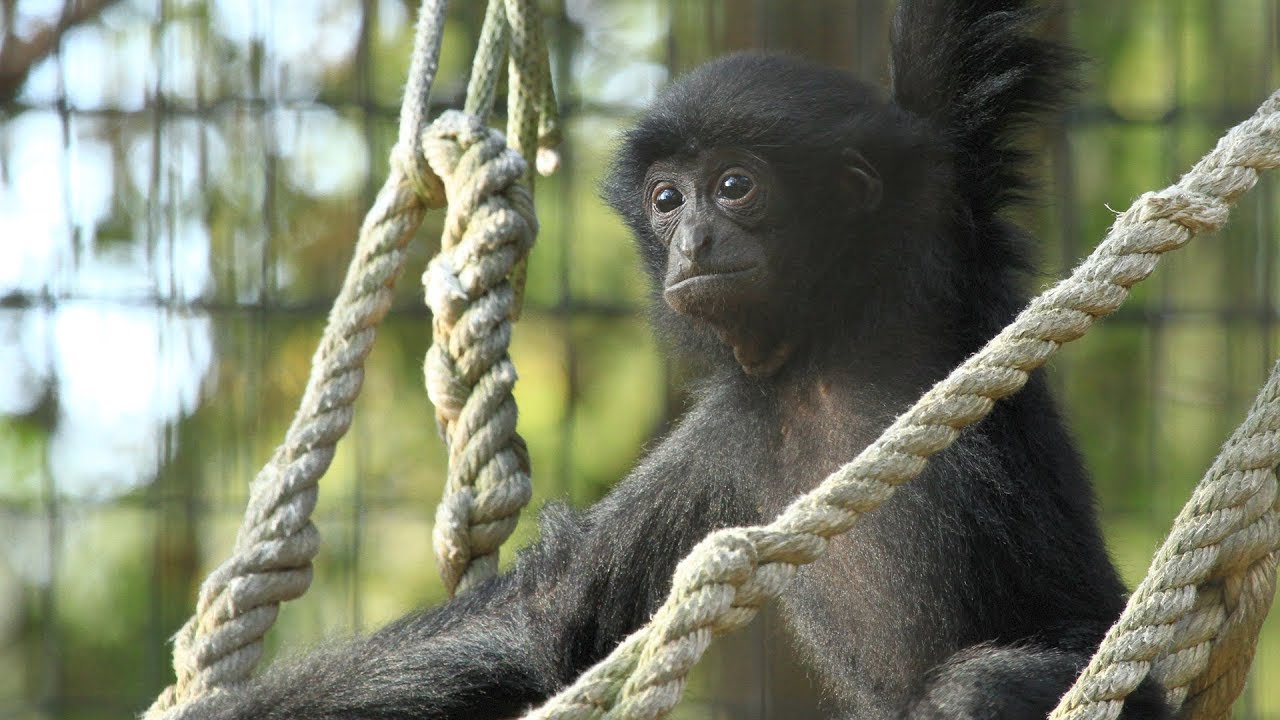 Siamang Story